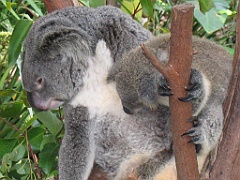 CairnsTC405 Kuranda Koala Gardens